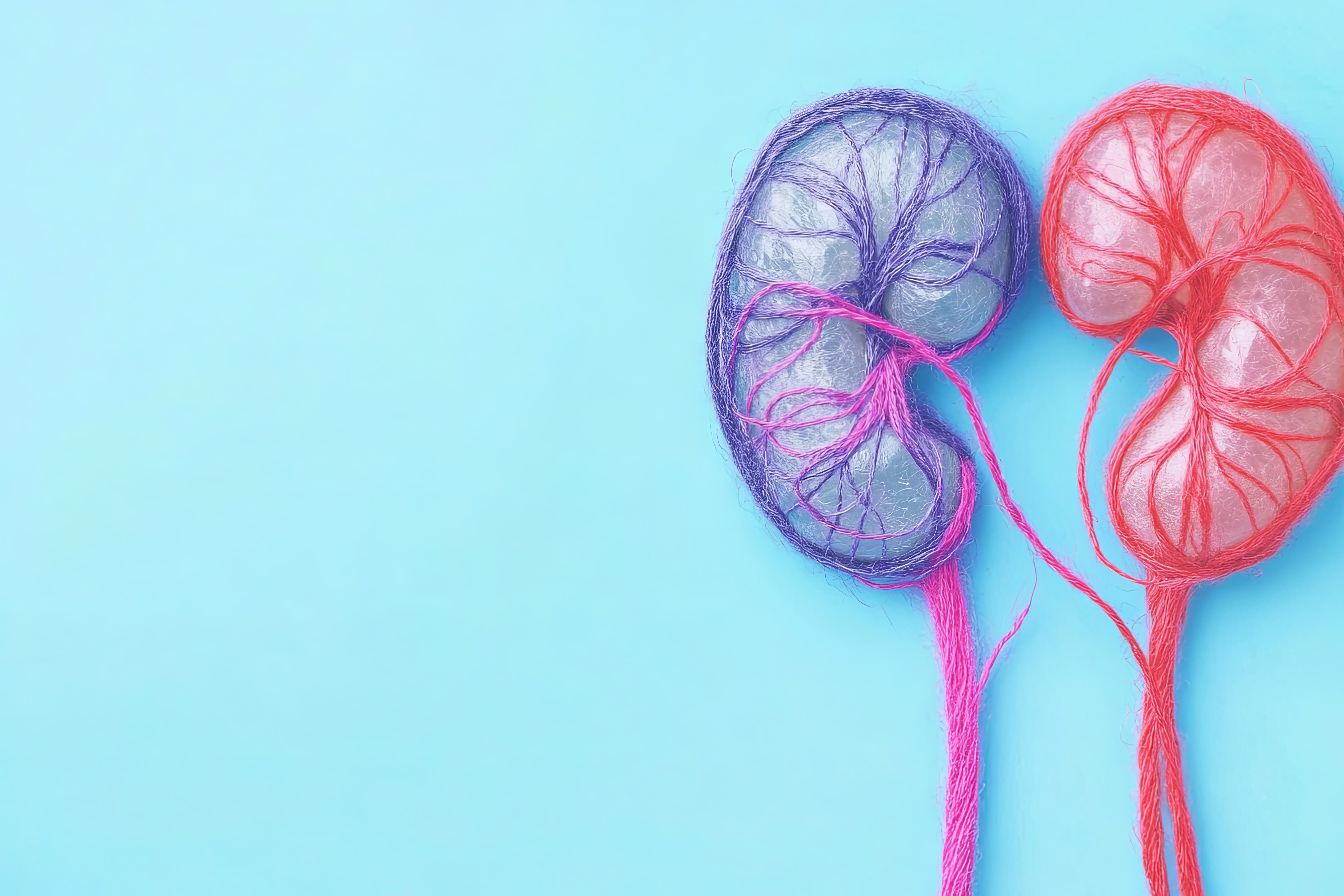 Two yarn kidney models on a blue background.